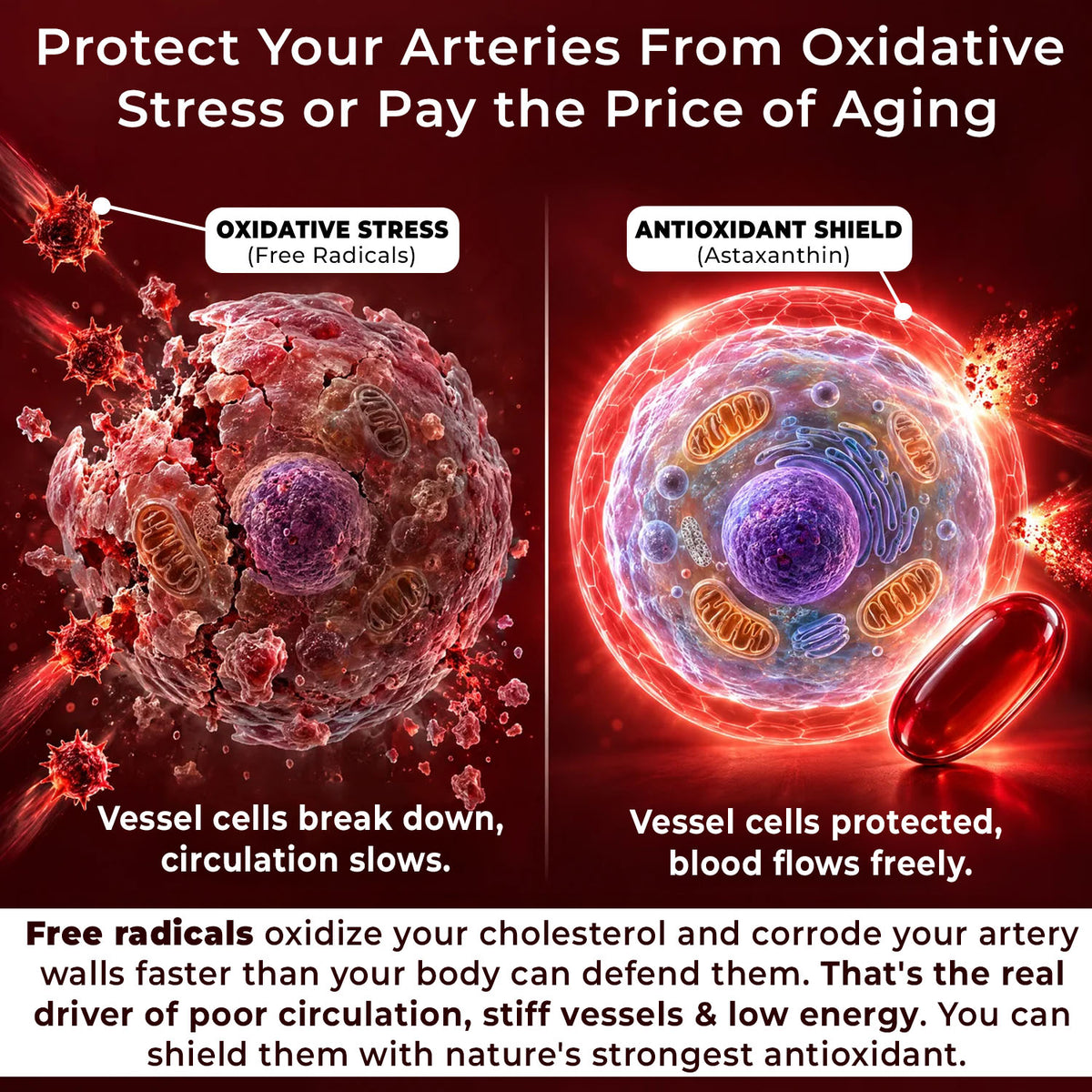 Ultimate Astaxanthin 15mg - For Circulation