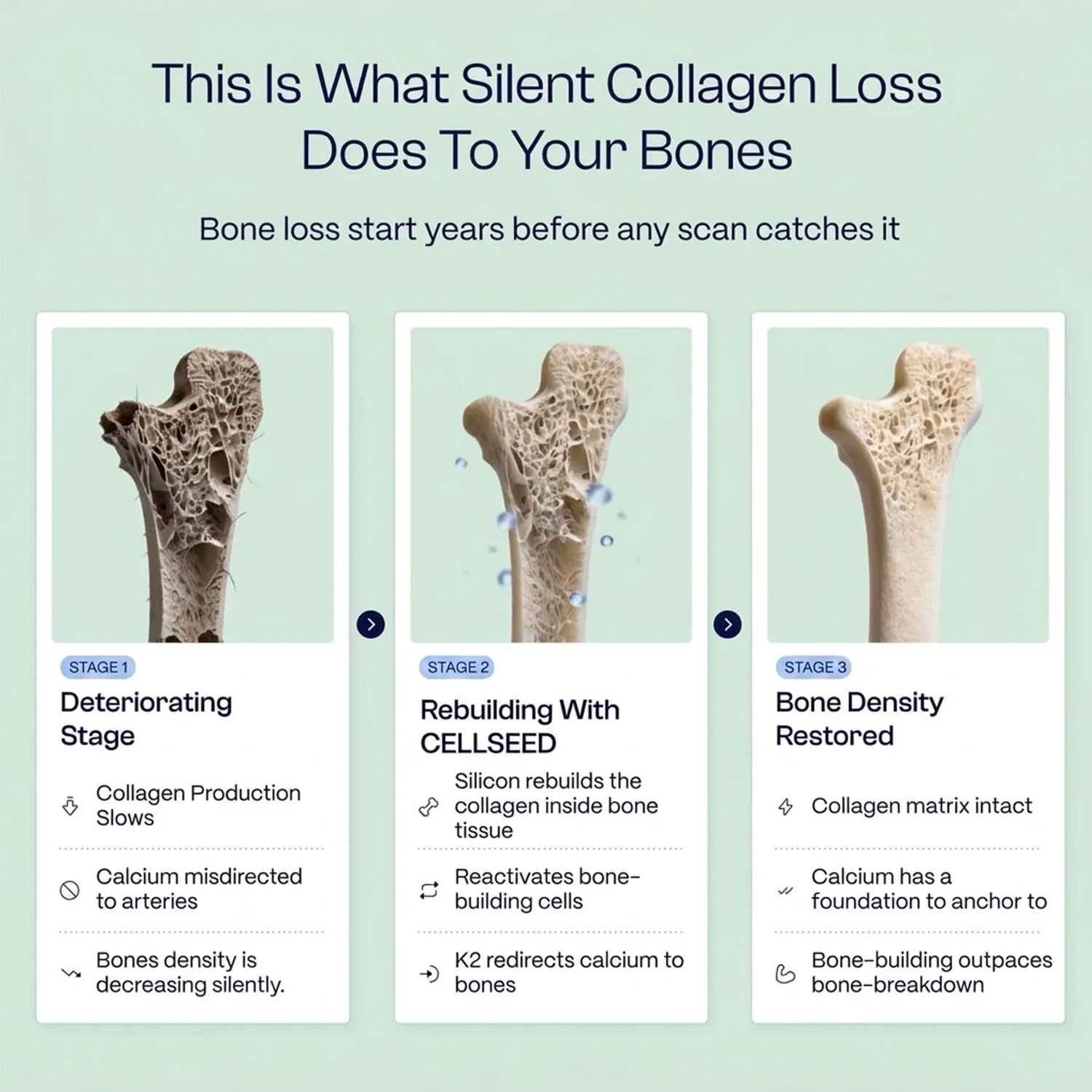 Cellseed Bones Prime Complex