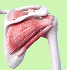 Stronger, More Stable Shoulder